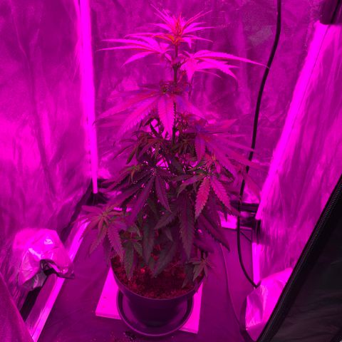 Randy growlog timeline photo