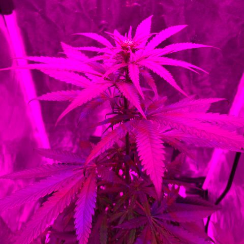 Randy growlog timeline photo
