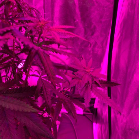 Randy growlog timeline photo