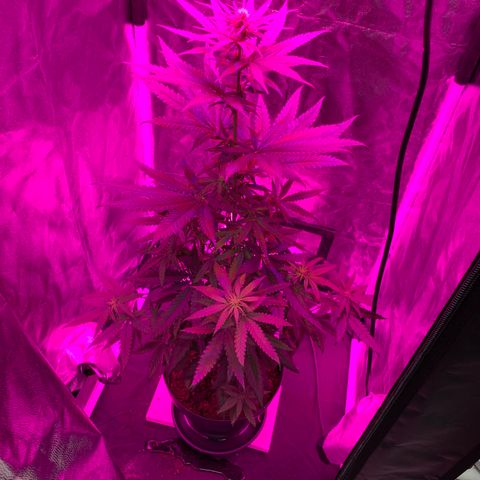 Randy growlog timeline photo