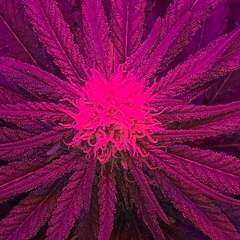 Randy growlog timeline photo