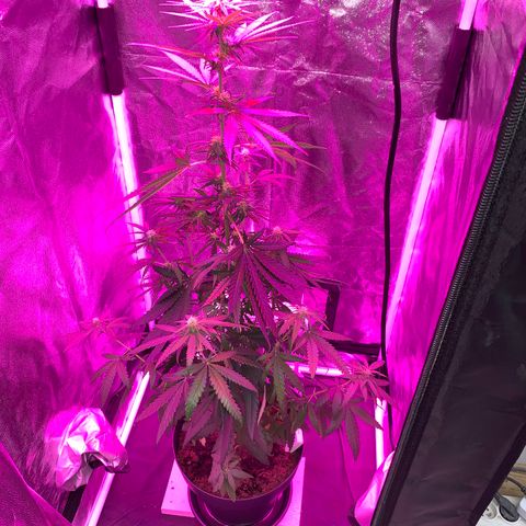 Randy growlog timeline photo