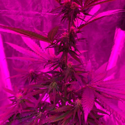 Randy growlog timeline photo