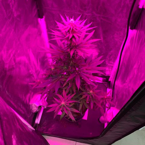 Randy growlog timeline photo