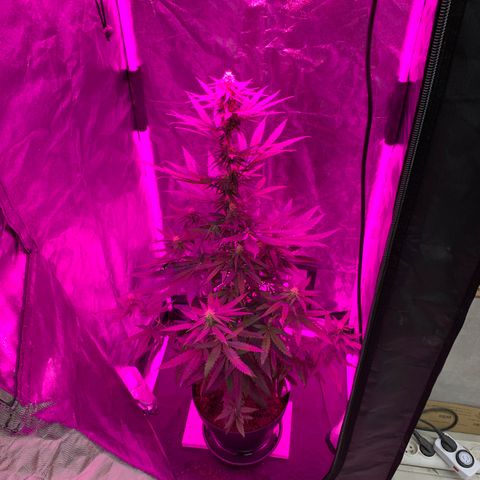 Randy growlog timeline photo