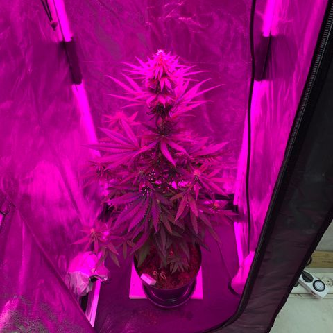Randy growlog timeline photo