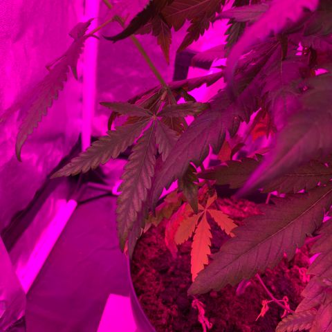 Randy growlog timeline photo