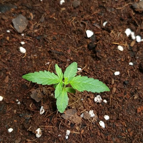 MAGNUM sobreviviente growlog timeline photo