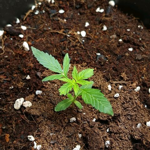 MAGNUM sobreviviente growlog timeline photo