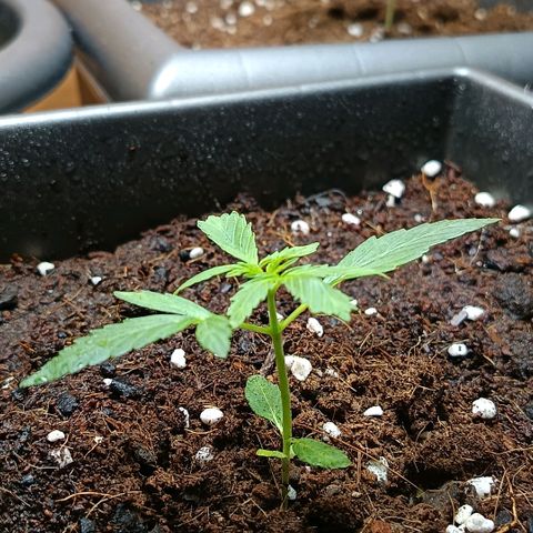MAGNUM sobreviviente growlog timeline photo