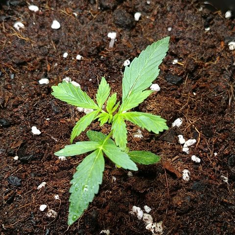 MAGNUM sobreviviente growlog timeline photo