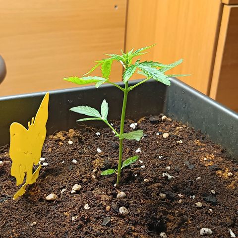 MAGNUM sobreviviente growlog timeline photo