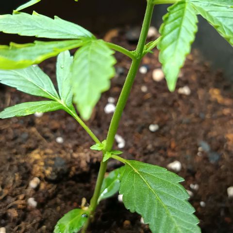 MAGNUM sobreviviente growlog timeline photo