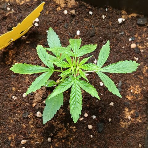 MAGNUM sobreviviente growlog timeline photo