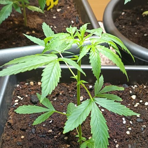 MAGNUM sobreviviente growlog timeline photo