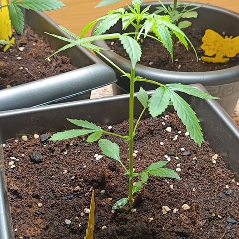MAGNUM sobreviviente growlog timeline photo