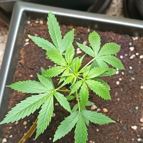 MAGNUM sobreviviente growlog timeline photo