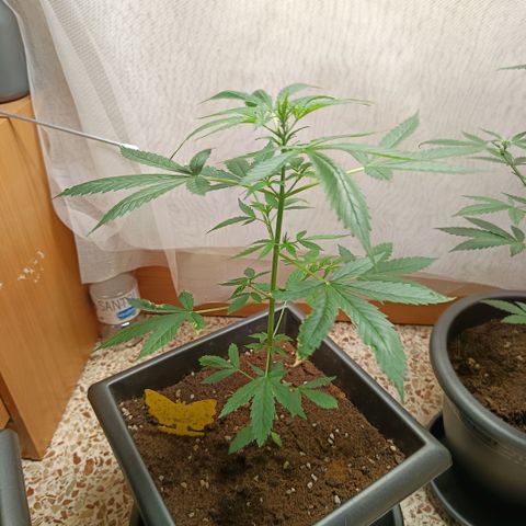 MAGNUM sobreviviente growlog timeline photo