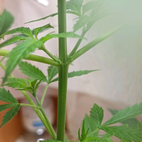 MAGNUM sobreviviente growlog timeline photo