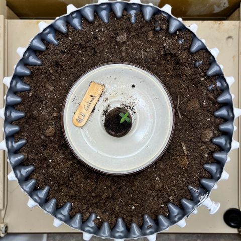 #2 BCN Critical XXL Auto growlog timeline photo