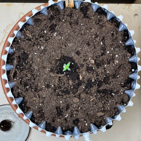 #2 BCN Critical XXL Auto growlog timeline photo