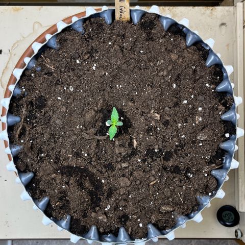 #2 BCN Critical XXL Auto growlog timeline photo