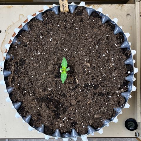 #2 BCN Critical XXL Auto growlog timeline photo