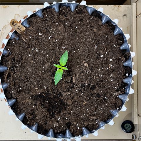#2 BCN Critical XXL Auto growlog timeline photo