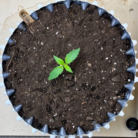 #2 BCN Critical XXL Auto growlog timeline photo