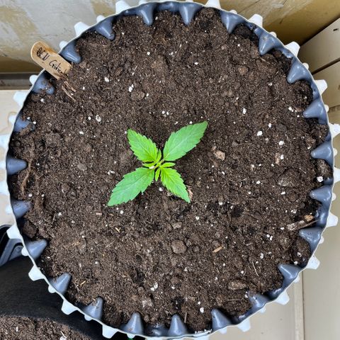 #2 BCN Critical XXL Auto growlog timeline photo