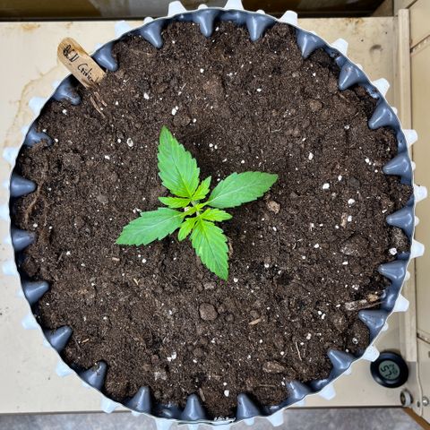 #2 BCN Critical XXL Auto growlog timeline photo