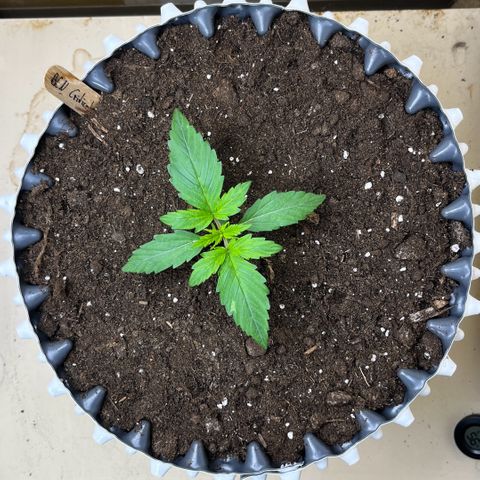 #2 BCN Critical XXL Auto growlog timeline photo
