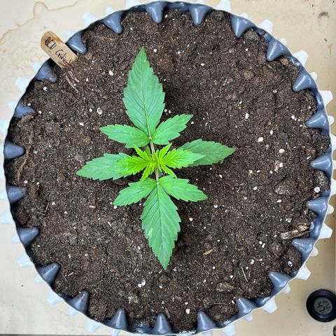 #2 BCN Critical XXL Auto growlog timeline photo