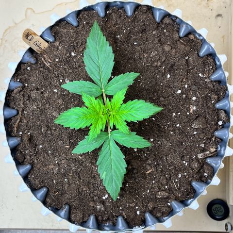 #2 BCN Critical XXL Auto growlog timeline photo