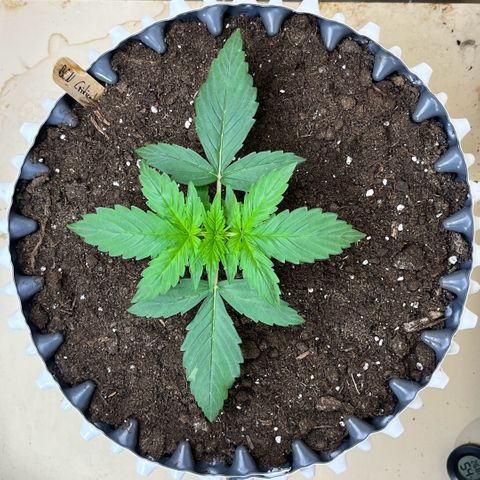 #2 BCN Critical XXL Auto growlog timeline photo
