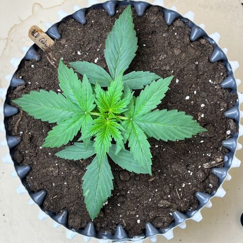 #2 BCN Critical XXL Auto growlog timeline photo
