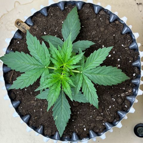 #2 BCN Critical XXL Auto growlog timeline photo