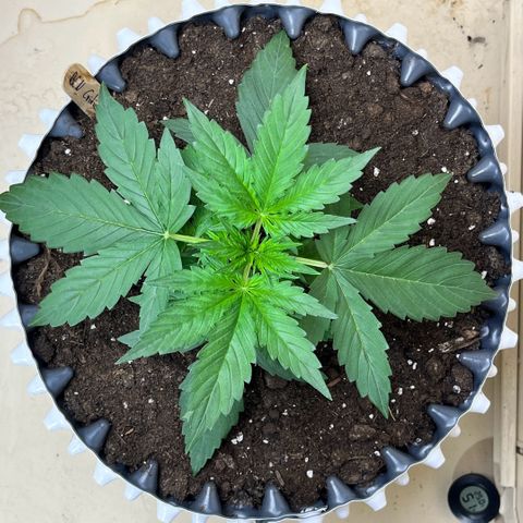 #2 BCN Critical XXL Auto growlog timeline photo
