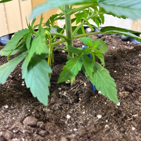#2 BCN Critical XXL Auto growlog timeline photo