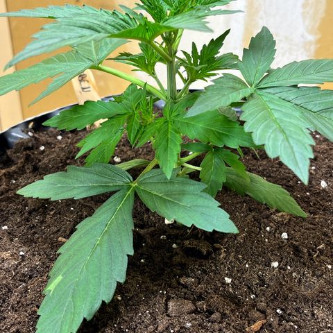 #2 BCN Critical XXL Auto growlog timeline photo