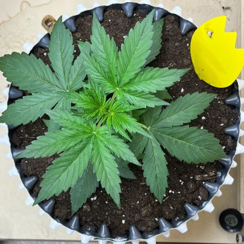 #2 BCN Critical XXL Auto growlog timeline photo