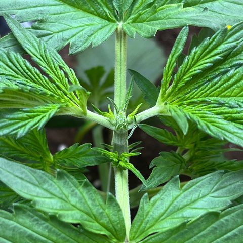#2 BCN Critical XXL Auto growlog timeline photo