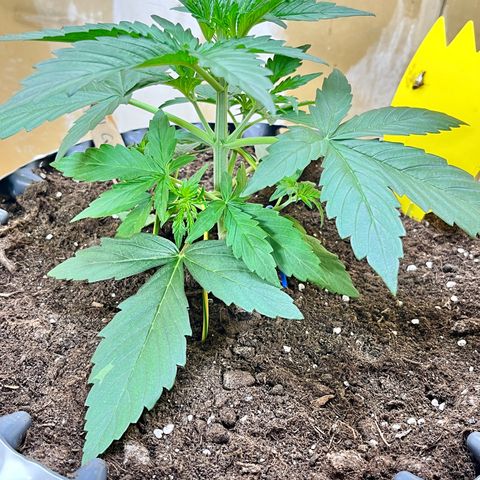 #2 BCN Critical XXL Auto growlog timeline photo