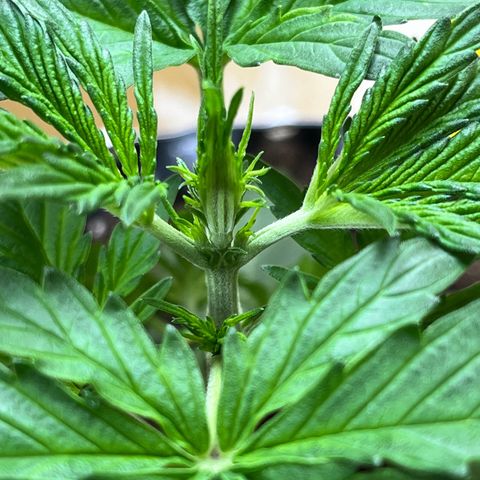 #2 BCN Critical XXL Auto growlog timeline photo