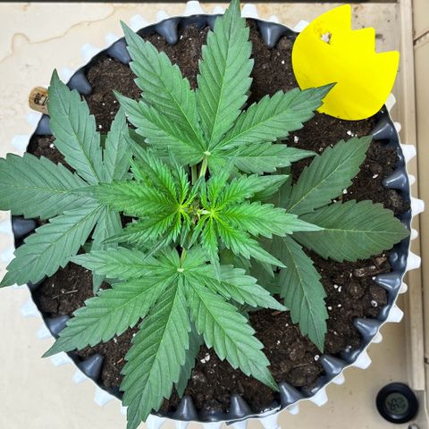 #2 BCN Critical XXL Auto growlog timeline photo