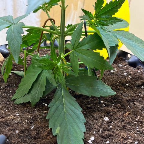 #2 BCN Critical XXL Auto growlog timeline photo