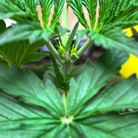 #2 BCN Critical XXL Auto growlog timeline photo