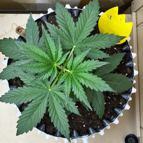 #2 BCN Critical XXL Auto growlog timeline photo