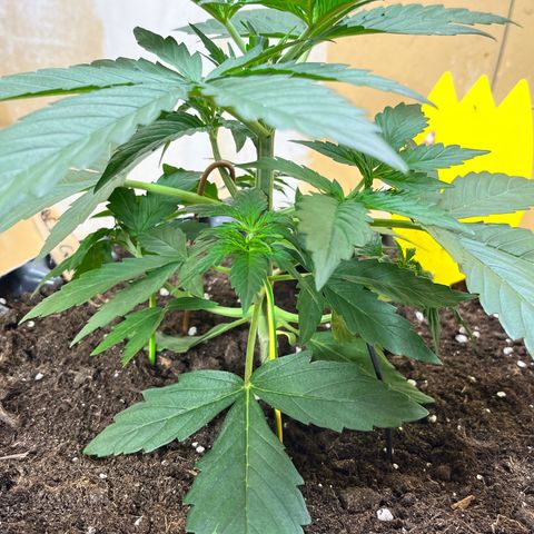 #2 BCN Critical XXL Auto growlog timeline photo