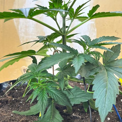 #2 BCN Critical XXL Auto growlog timeline photo